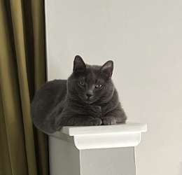 Clementine, resting upon a shelf